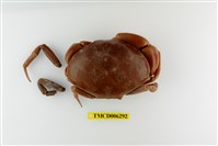 藏品(隆背瓢蟹)的圖片